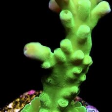 WYSIWYG 13i Nuclear Frogskin Staghorn Acropora