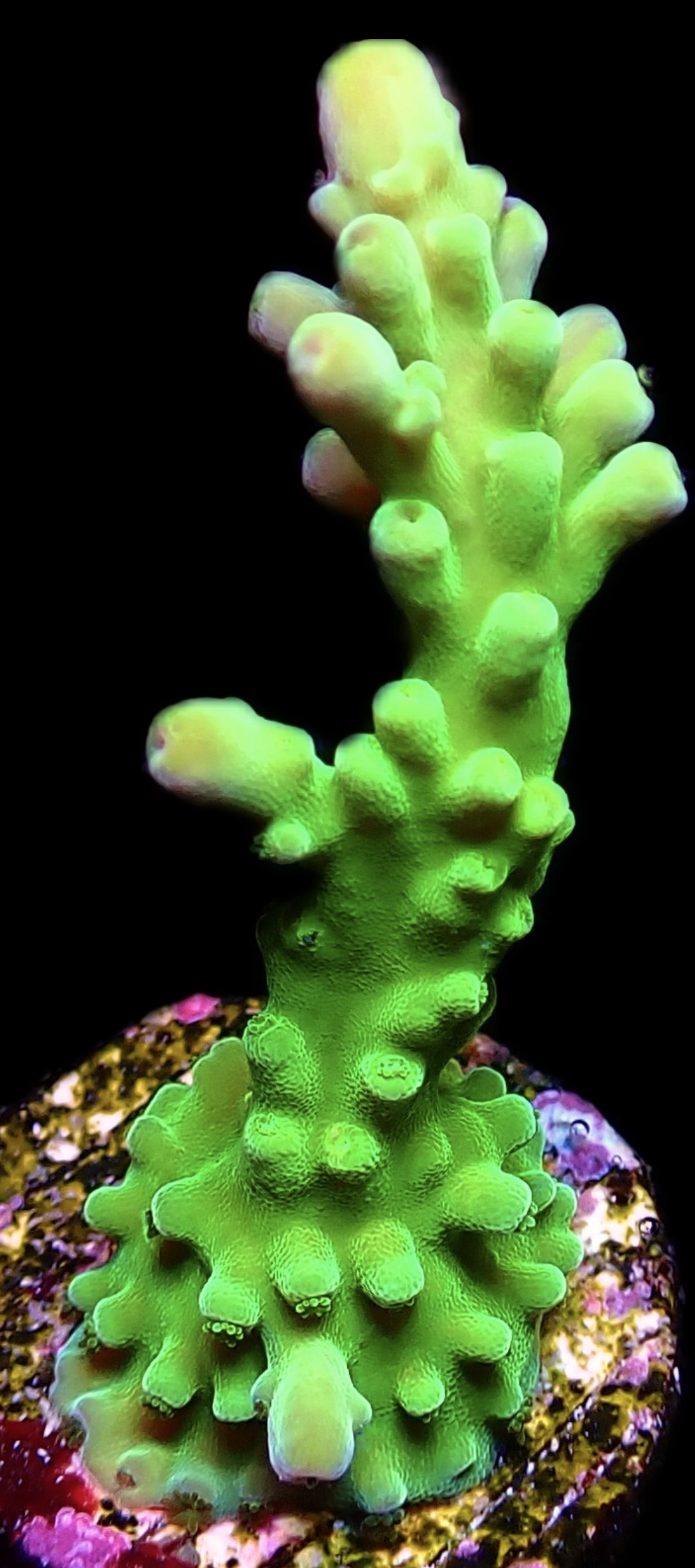 WYSIWYG 13i Nuclear Frogskin Staghorn Acropora