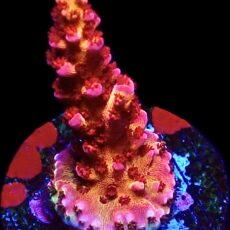 WYSIWYG 19F PC Rainbow Acropora Frag