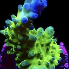 WYSIWYG 11i Violet Venom Acropora Frag