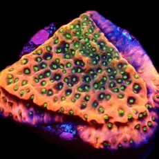 WYSIWYG 7D Tropic Thunder Montipora Frag