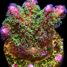 WYSIWYG 9B Amethyst Gem Pocillopora Frag