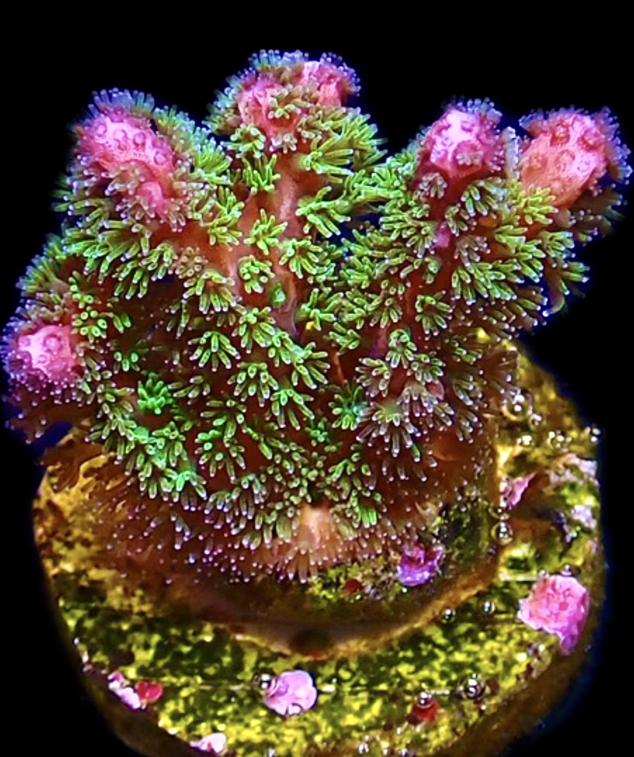 WYSIWYG 9B Amethyst Gem Pocillopora Frag