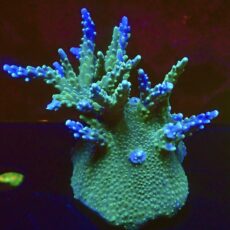 WYSIWYG L2 Acropora Ultra Tricolour (80mm Colony)