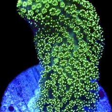 WYSIWYG 31F Ultra Neon Fluorescent Stylophora Frag