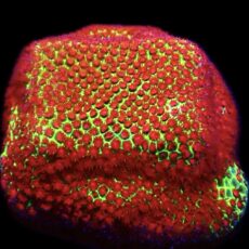 WYSIWYG 7B Grinchy Porites Frag