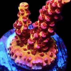WYSIWYG 19E PC Rainbow Acropora Frag