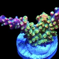 WYSIWYG 22E Fantasia Acropora