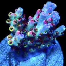 WYSIWYG 17E Wild Orchid Acropora Frag