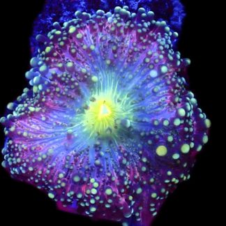 WYSIWYG A45 Ultra Ricordea Mushroom