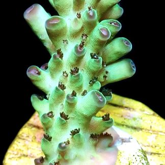 WYSIWYG 14D Rainbow Acropora Granulosa Frag