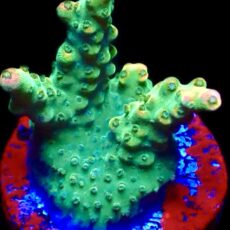 WYSIWYG 16F Krakatoa Acropora Frag