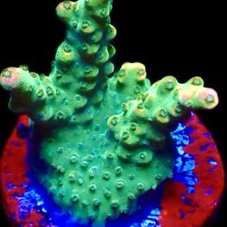 WYSIWYG 16F Krakatoa Acropora Frag