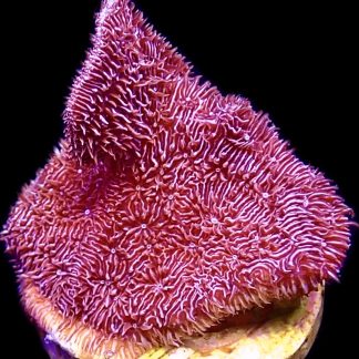 WYSIWYG 7i Ultra Purple Scrolling Pavona