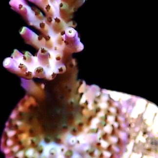 WYSIWYG 14J Pearlberry Acropora Frag