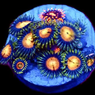 WYSIWYG  Zoanthid Frag C68