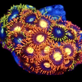 WYSIWYG  Zoanthid Frag C69