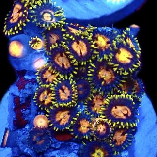 WYSIWYG  Zoanthid Frag C70