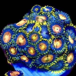 WYSIWYG  Zoanthid Frag C71