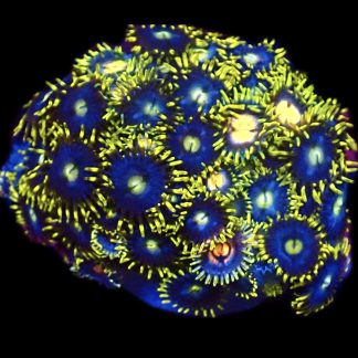 WYSIWYG  Zoanthid Frag C72