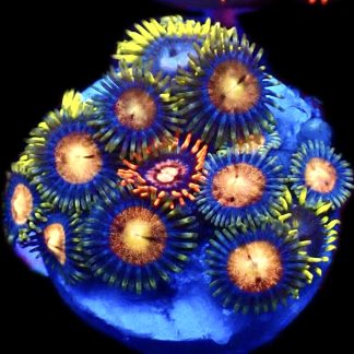 WYSIWYG  Zoanthid Frag C73