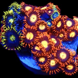 WYSIWYG  Zoanthid Frag C74