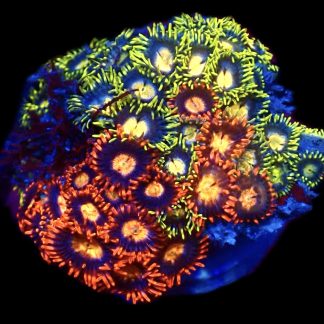 WYSIWYG  Zoanthid Frag C75