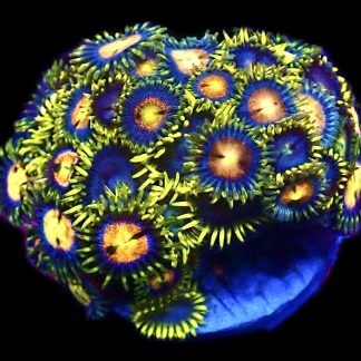 WYSIWYG  Zoanthid Frag C76