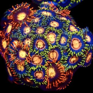 WYSIWYG  Zoanthid Frag C77