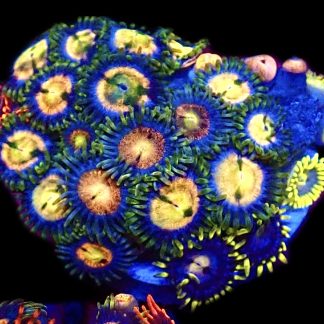 WYSIWYG  Zoanthid Frag C78