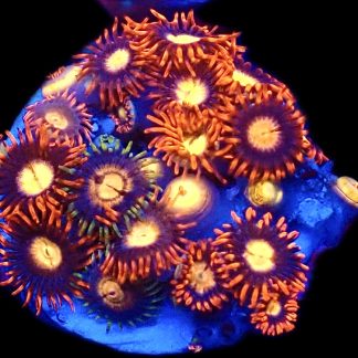 WYSIWYG  Zoanthid Frag C79