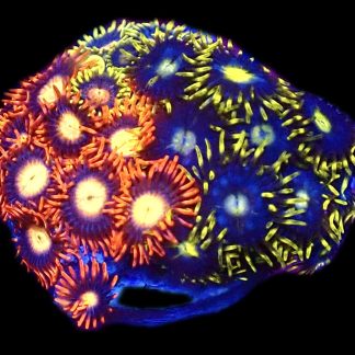 WYSIWYG  Zoanthid Frag C80