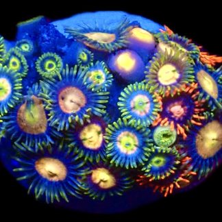 WYSIWYG  Zoanthid Frag C81
