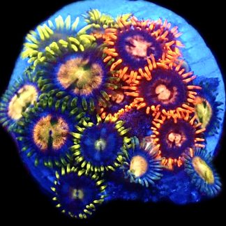 WYSIWYG  Zoanthid Frag C82