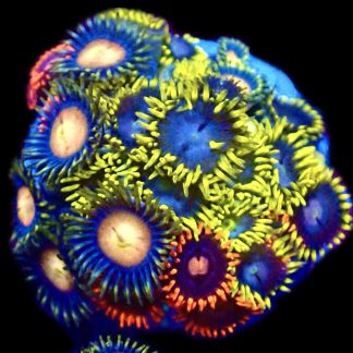 WYSIWYG  Zoanthid Frag C83