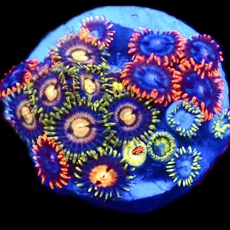 WYSIWYG  Zoanthid Frag C84