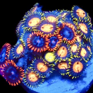 WYSIWYG  Zoanthid Frag C85