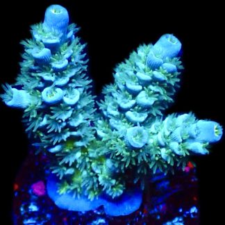 WYSIWYG 22F Blue Azure Acropora Tenius