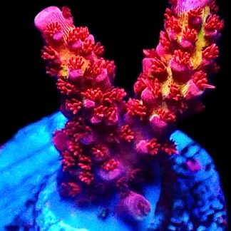 WYSIWYG 23H Ultimate PC Rainbow Acropora Frag