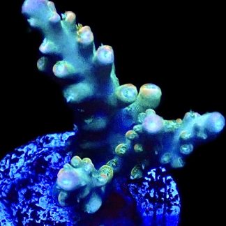 WYSIWYG 24H Rainbow Staghorn Acropora