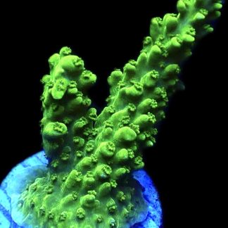 WYSIWYG 25C Green Slimer Acropora Frag