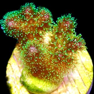WYSIWYG M1 Amethyst Gem Pocillopora Frag