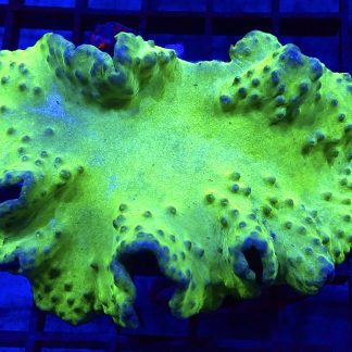WYSIWYG A1 Neon Green Cabbage Soft Coral Colony