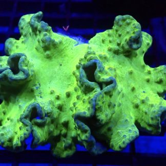 WYSIWYG A2 Neon Green Cabbage Soft Coral Colony