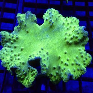 WYSIWYG A3 Neon Green Cabbage Soft Coral Colony
