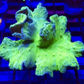WYSIWYG A4 Neon Green Cabbage Soft Coral Colony
