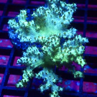 WYSIWYG Neon Finger Leather Soft Coral Colony A2