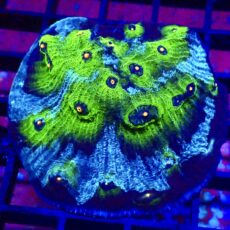 WYSIWYG A2 Avatar Chalice Colony