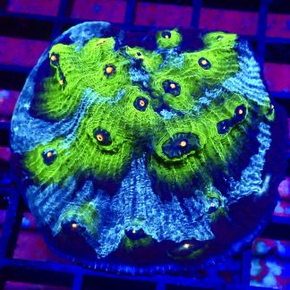 WYSIWYG A2 Avatar Chalice Colony