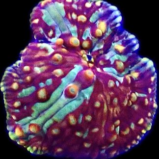 WYSIWYG A47 Rainbow Discosoma Mushroom